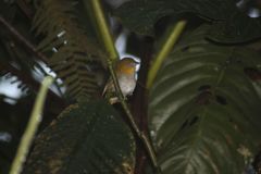 Chlorospingus flavigularis