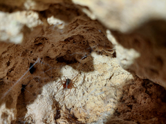 Loxosceles yucatana