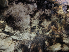 Artibeus jamaicensis