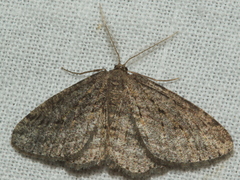 Zermizinga sinuata