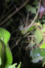 Tetragnathidae