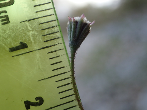 Palafoxia callosa