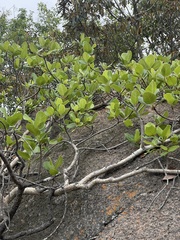 Ficus glumosa