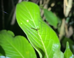 Tetragnathidae