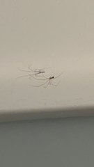 Pholcus phalangioides