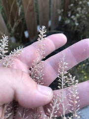Lepidium ramosissimum
