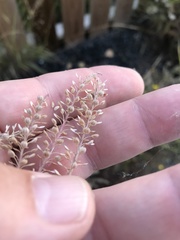 Lepidium ramosissimum