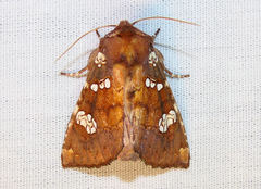 Papaipema marginidens