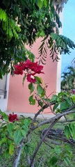 Bougainvillea