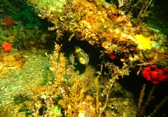 Meuschenia freycineti