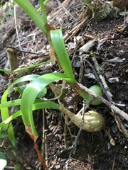 Albuca bracteata