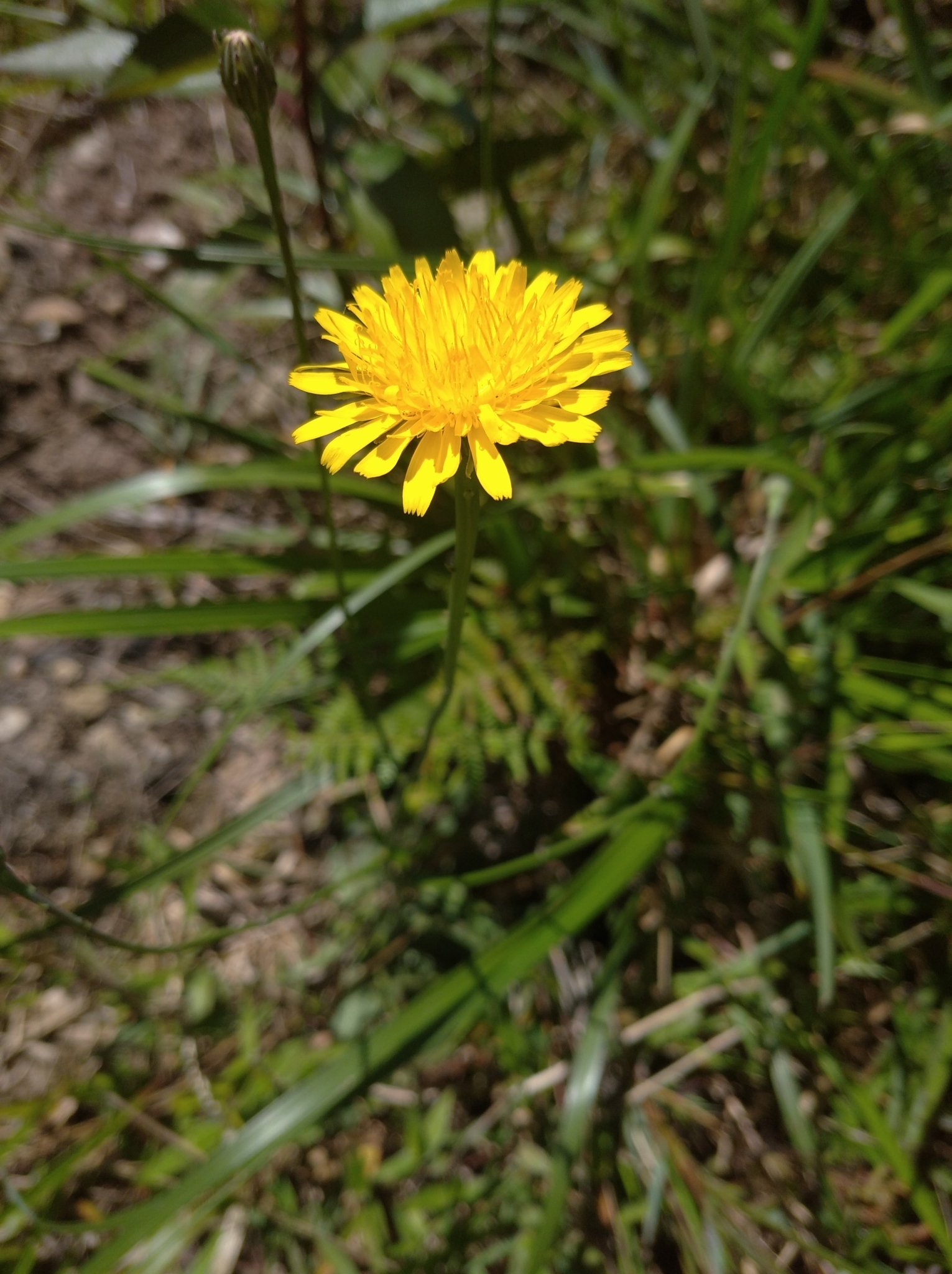 Hypochaeris radicata image