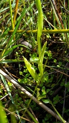 Pterostylis micromega