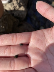 Littorina subrotundata