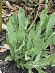 Helichrysum acutatum