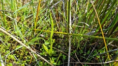 Pterostylis micromega