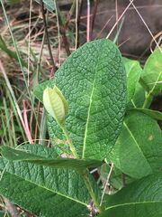 Asclepias otarioides