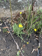Helichrysum acutatum