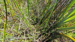 Pterostylis micromega