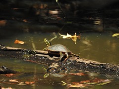 Chrysemys dorsalis