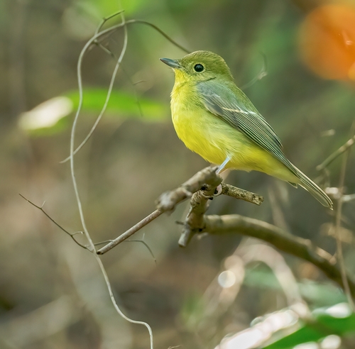 Green-backed Flycatcher (Ficedula elisae), photo 9