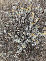 Heterotheca sessiliflora echioides