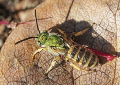 Agapostemon texanus