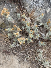 Heterotheca sessiliflora echioides