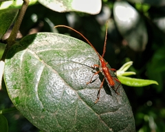 Chenoderus testaceus