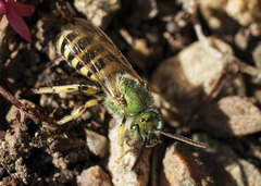 Agapostemon texanus