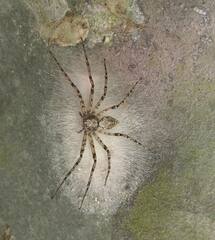 Philodromus spectabilis