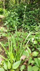 Chlorophytum saundersiae