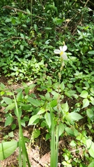 Chlorophytum saundersiae