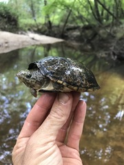 Sternotherus peltifer