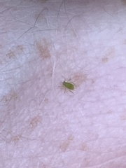 Macrosiphum euphorbiae