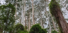 Eucalyptus viminalis viminalis