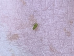Macrosiphum euphorbiae