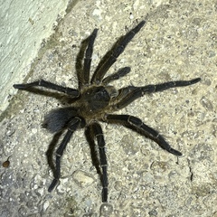 Spinosatibiapalpus trinitatis