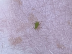 Macrosiphum euphorbiae