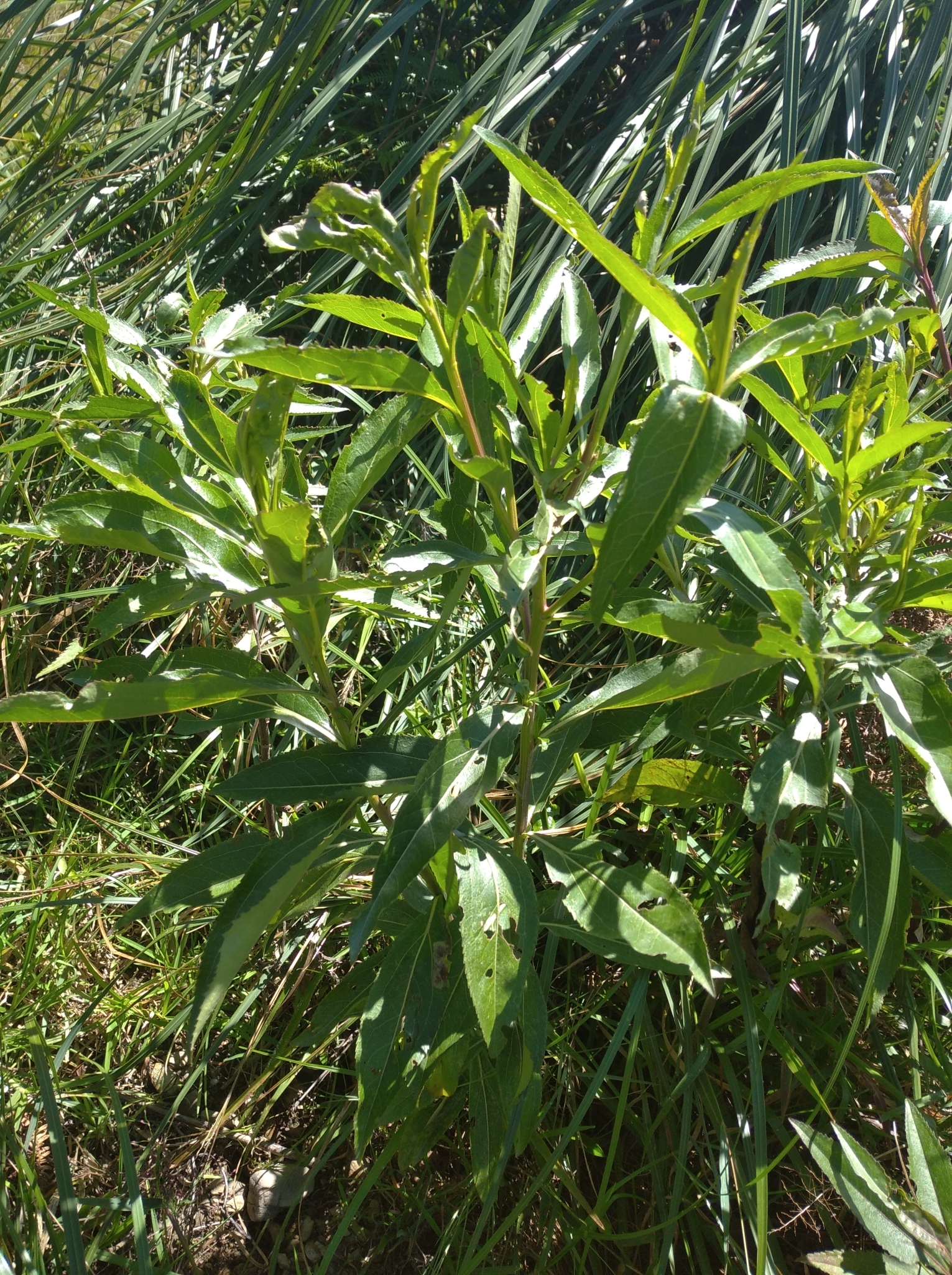 Baccharis latifolia image