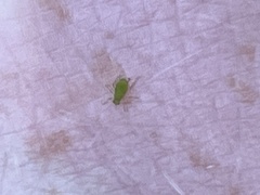 Macrosiphum euphorbiae