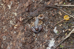 Urodacus manicatus