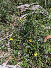 Hibbertia empetrifolia