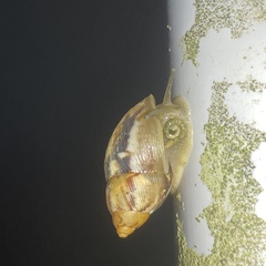 Plekocheilus glaber