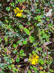 Hibbertia empetrifolia