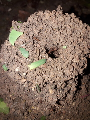 Atta cephalotes
