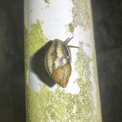 Plekocheilus glaber