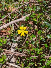 Hibbertia empetrifolia