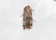 Elaphria chalcedonia