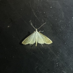 Blepharomastix saurialis